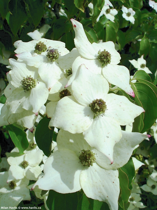 cornus kousa Milky Way