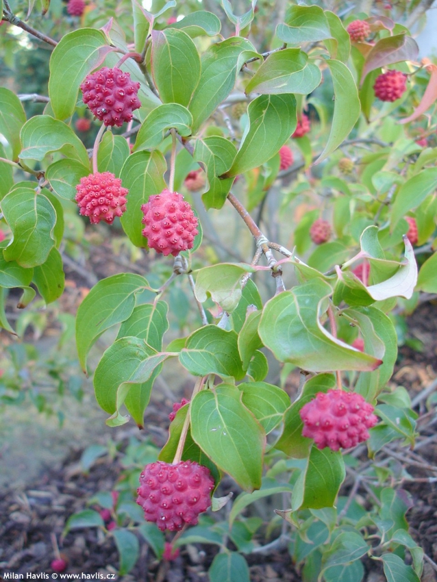 cornus kousa Milky Way