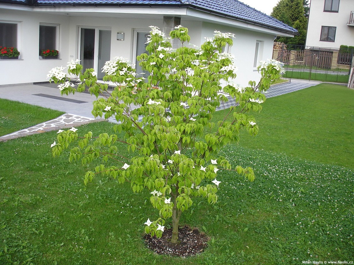 cornus kousa Milky Way