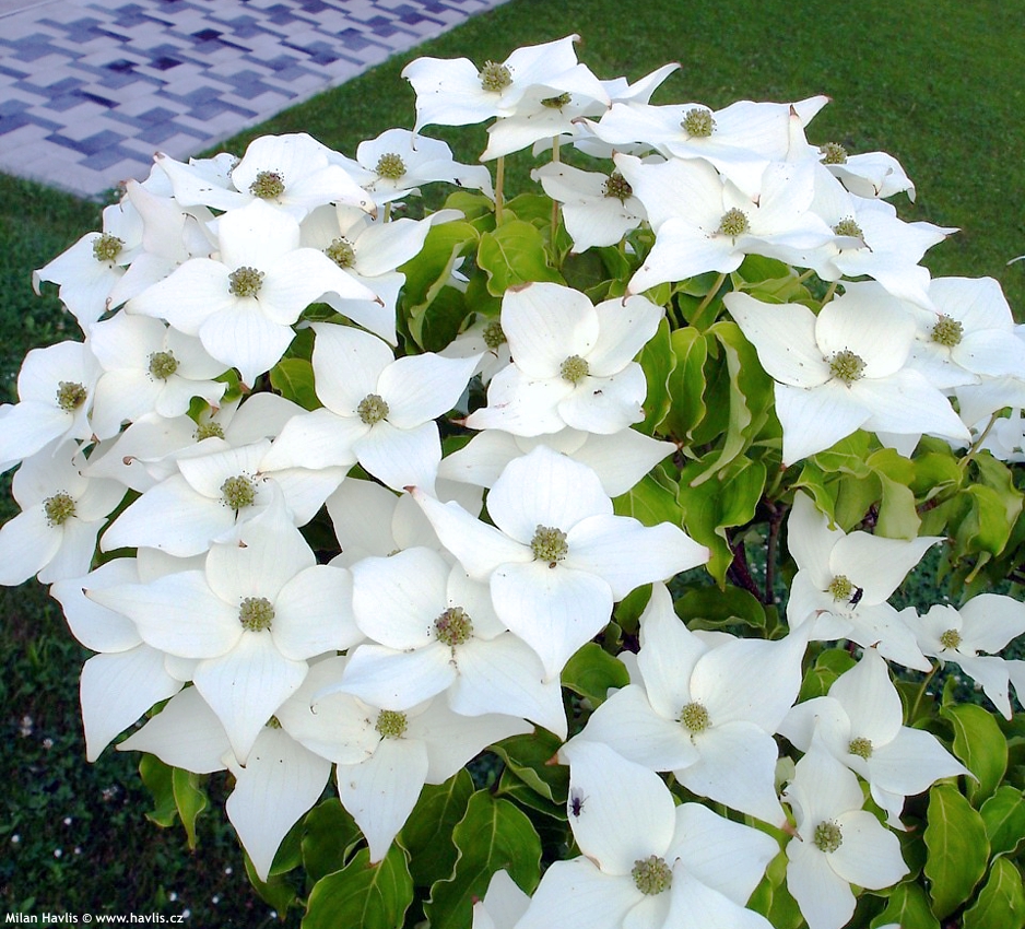 cornus kousa Milky Way