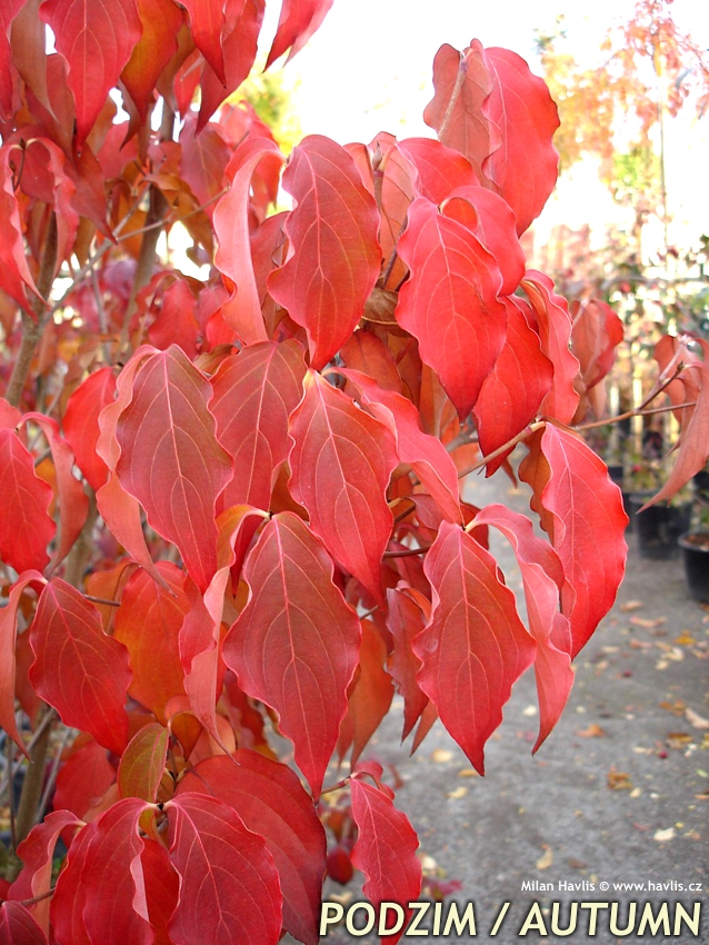cornus kousa Milky Way