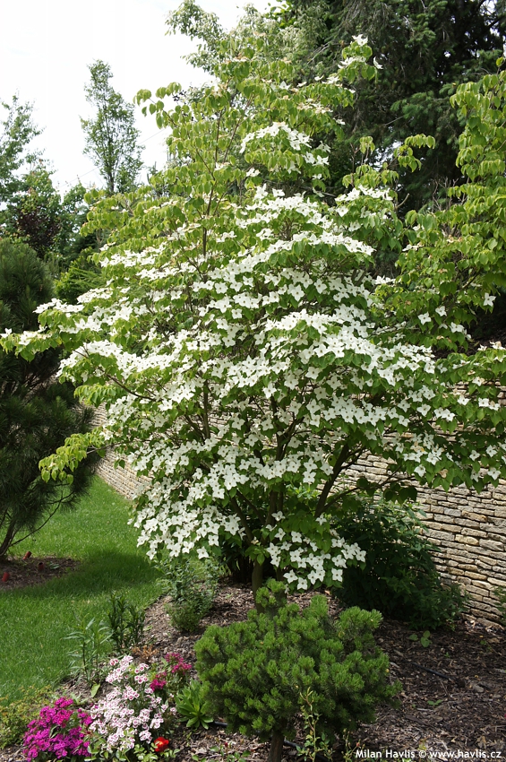 cornus kousa Milky Way