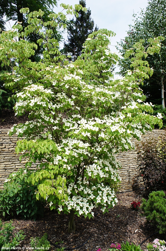 cornus kousa Milky Way