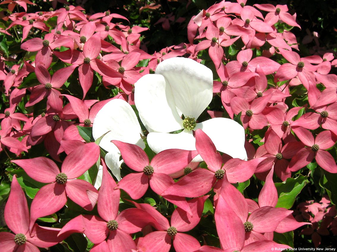 cornus kousa Scarlet Fire RUT 1.jpg