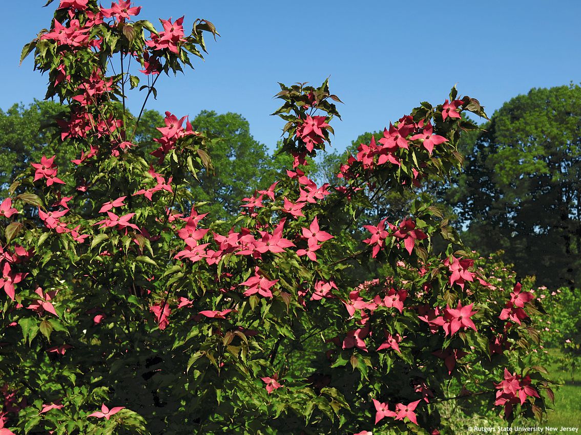 cornus kousa Scarlet Fire RUT 10.jpg