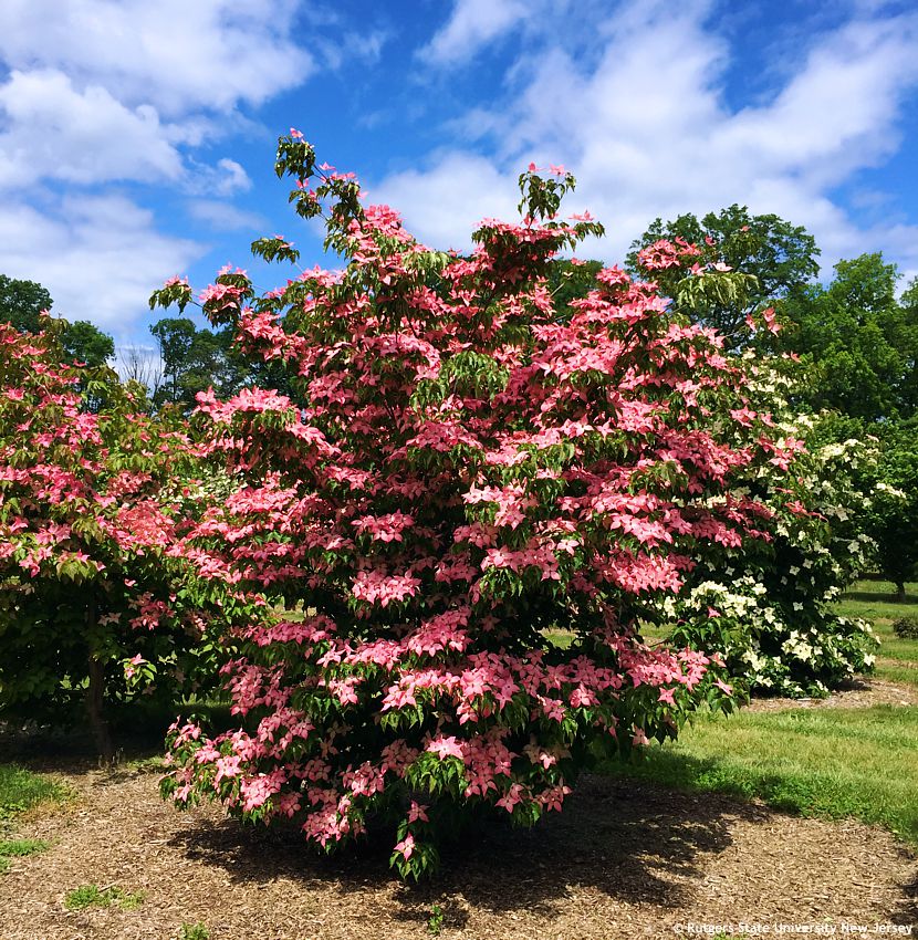 cornus kousa Scarlet Fire RUT 11.jpg