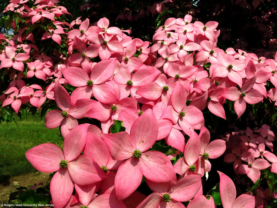 cornus kousa Scarlet Fire RUT 12.jpg