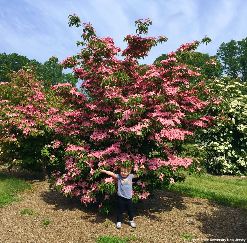 cornus kousa Scarlet Fire RUT 13.jpg
