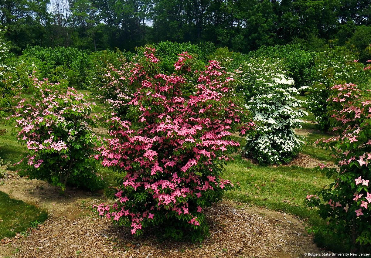 cornus kousa Scarlet Fire RUT 3.jpg
