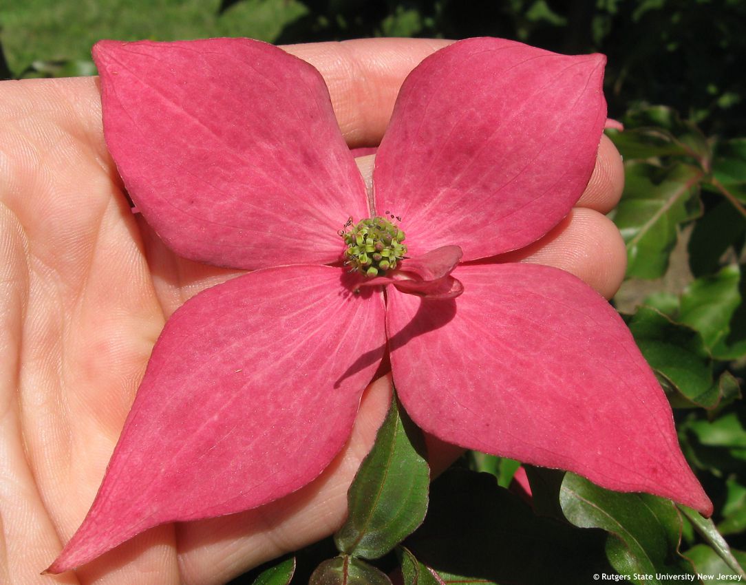 cornus kousa Scarlet Fire RUT 4.jpg
