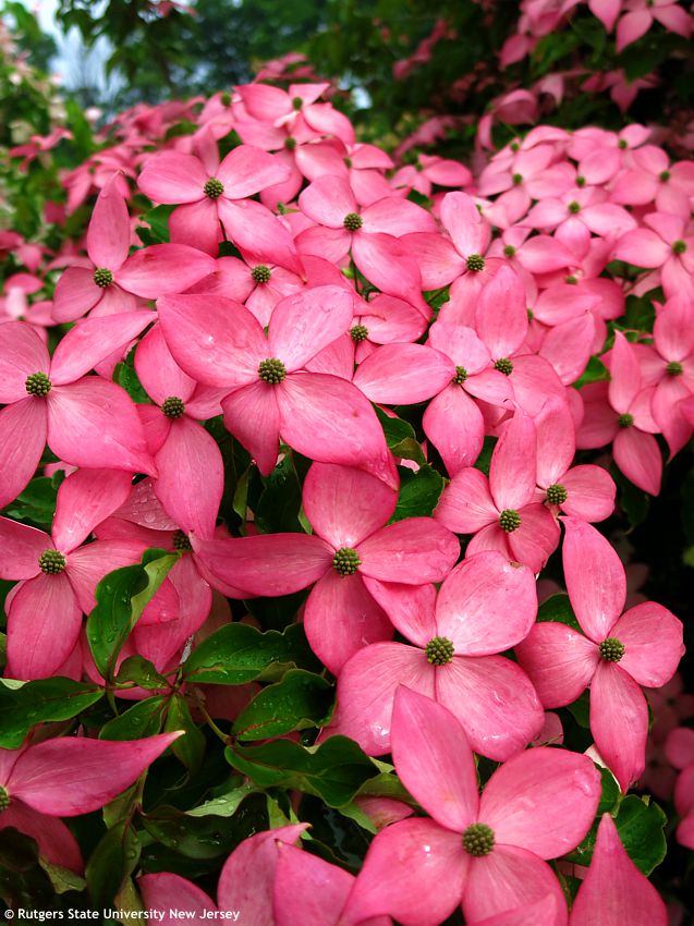 cornus kousa Scarlet Fire RUT 7.jpg