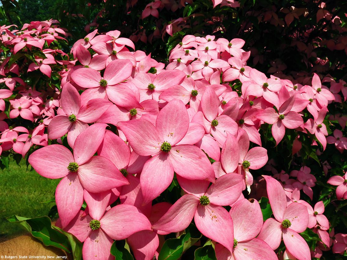cornus kousa Scarlet Fire RUT 8.jpg