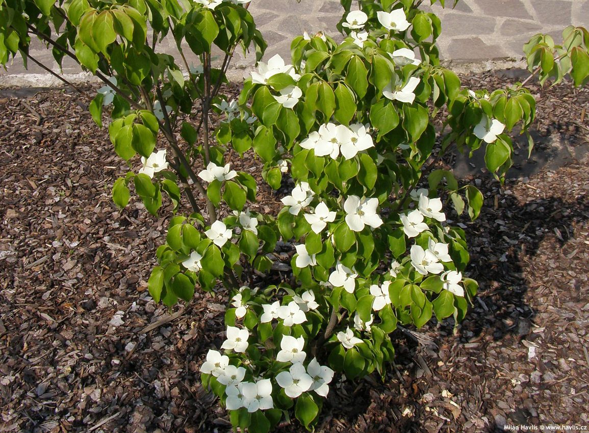 cornus kousa chinensis