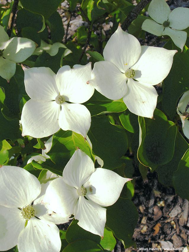 cornus kousa chinensis