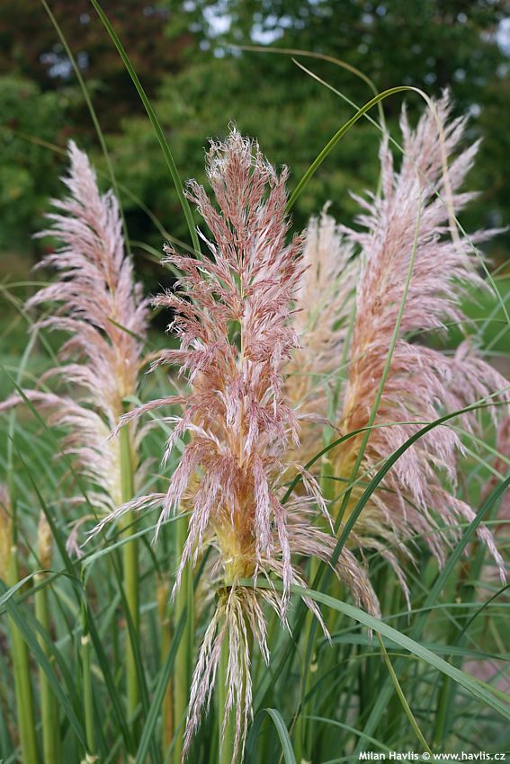 cortaderia selloana Rosea 2025 (14).jpg