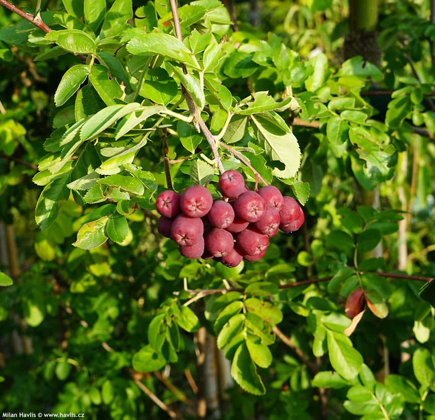 crataegosorbus Granatnaja