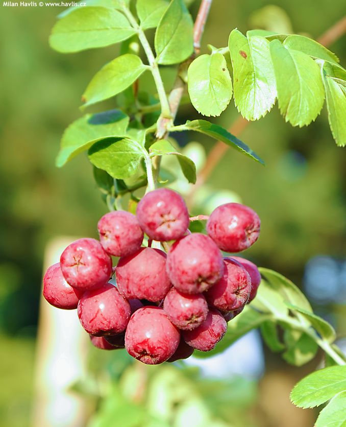 crataegosorbus Granatnaja