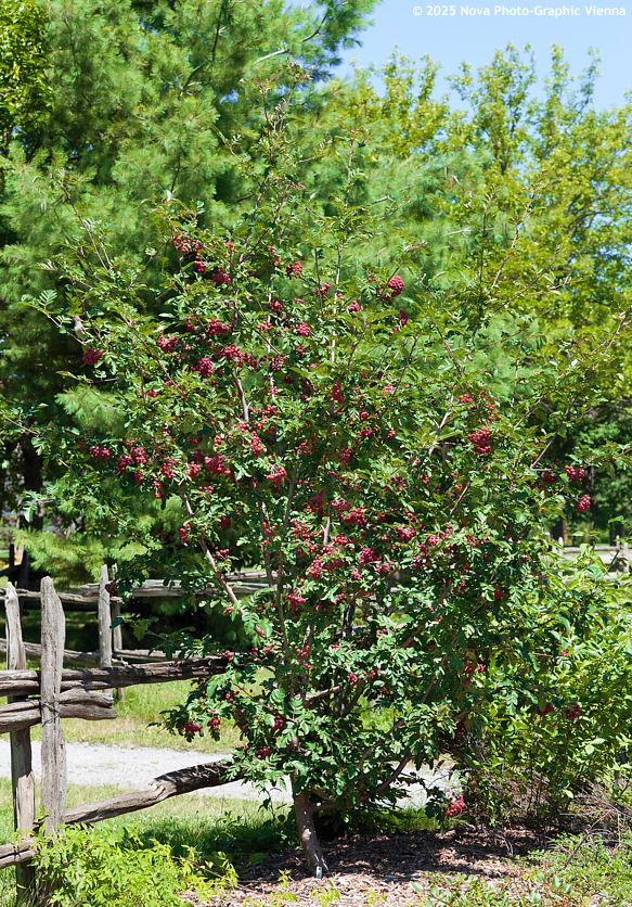 crataegosorbus Granatnaja