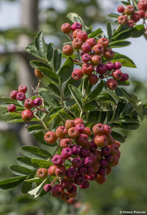 crataegosorbus Granatnaja