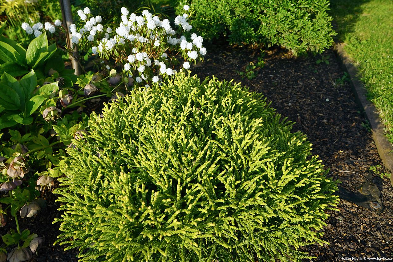cryptomeria japonica Little Sonja