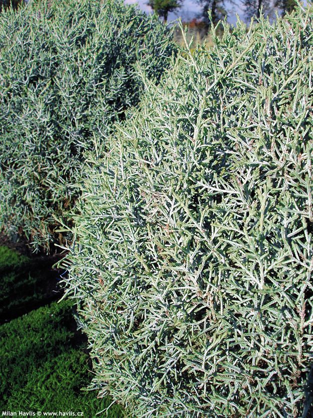 cupressus arizonica Fastigiata