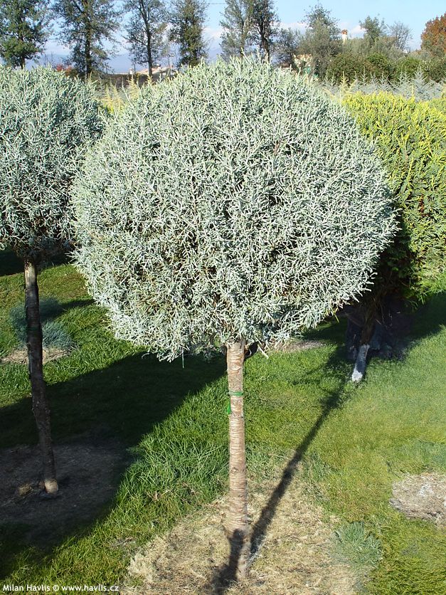 cupressus arizonica Fastigiata