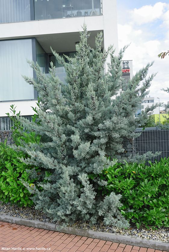 cupressus arizonica Fastigiata