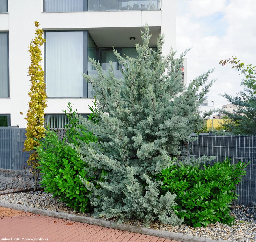 cupressus arizonica Fastigiata