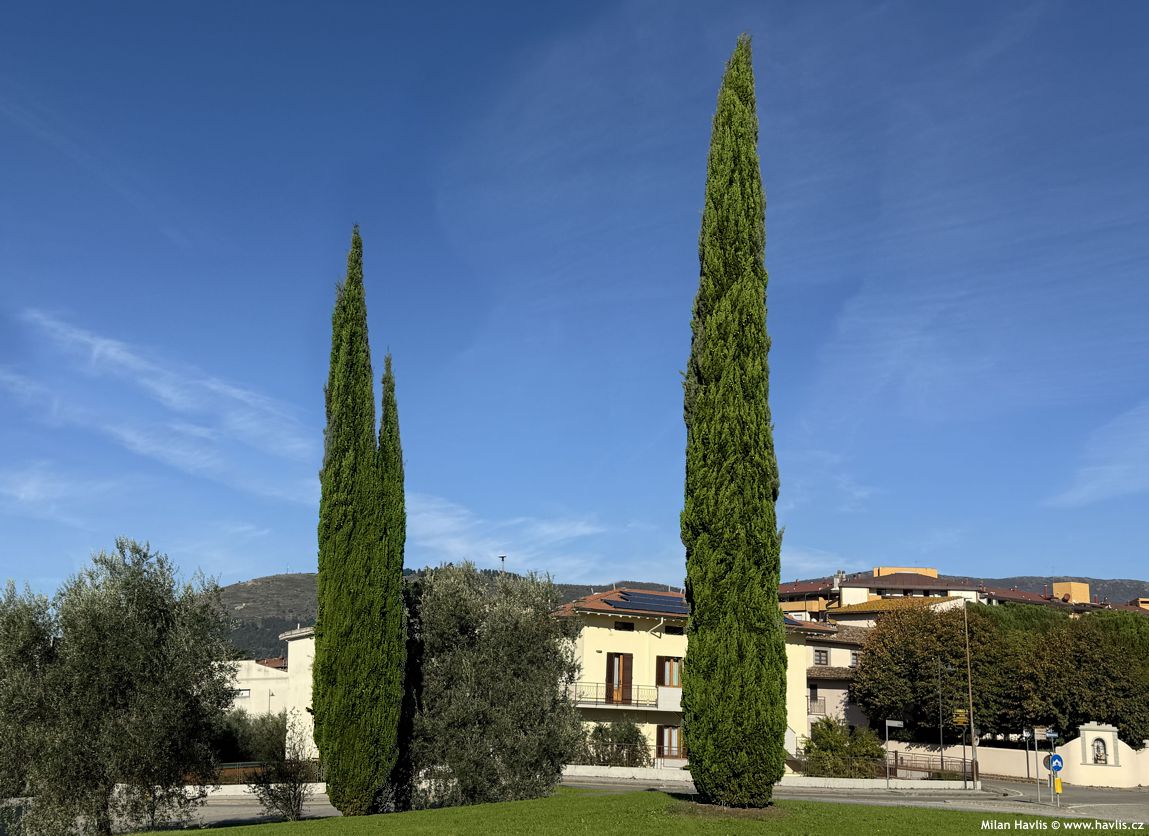 cupressus sempervirens Totem
