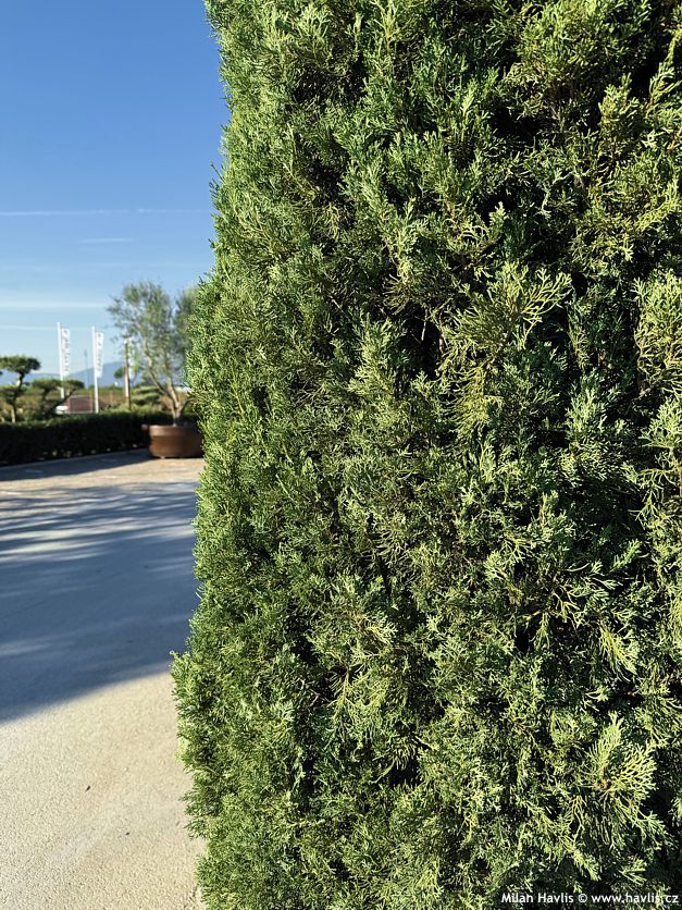 cupressus sempervirens Totem