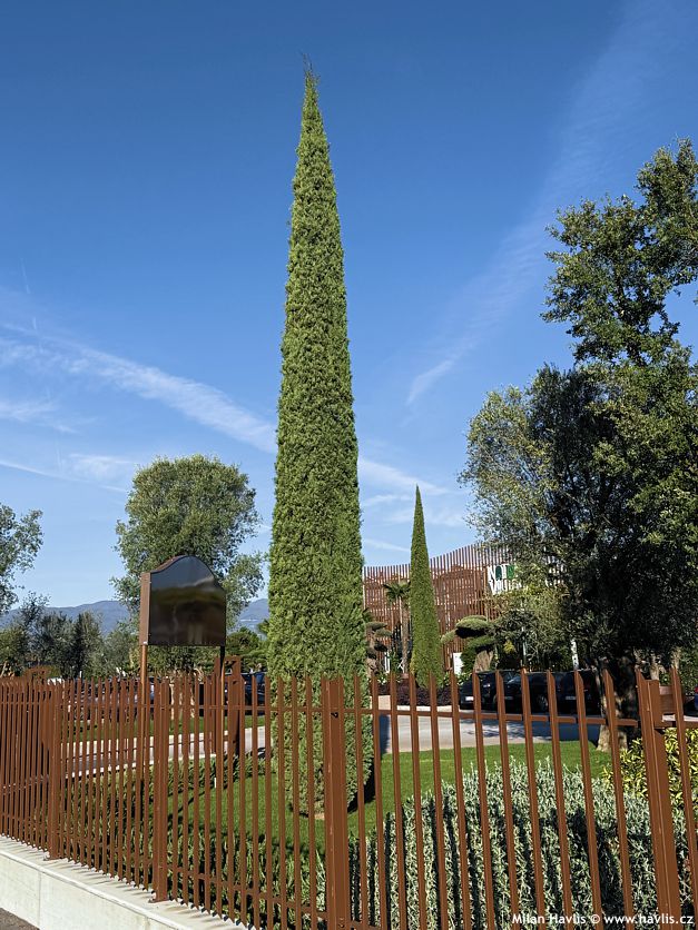 cupressus sempervirens Totem