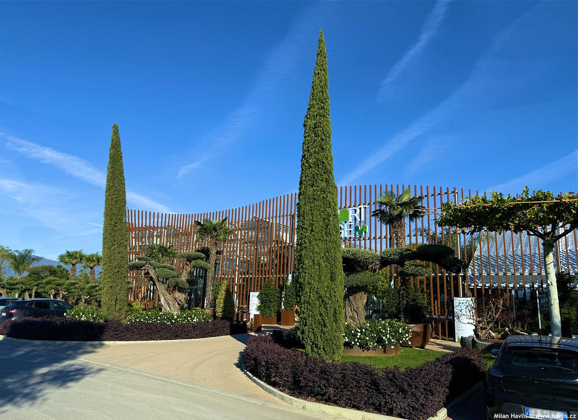 cupressus sempervirens Totem