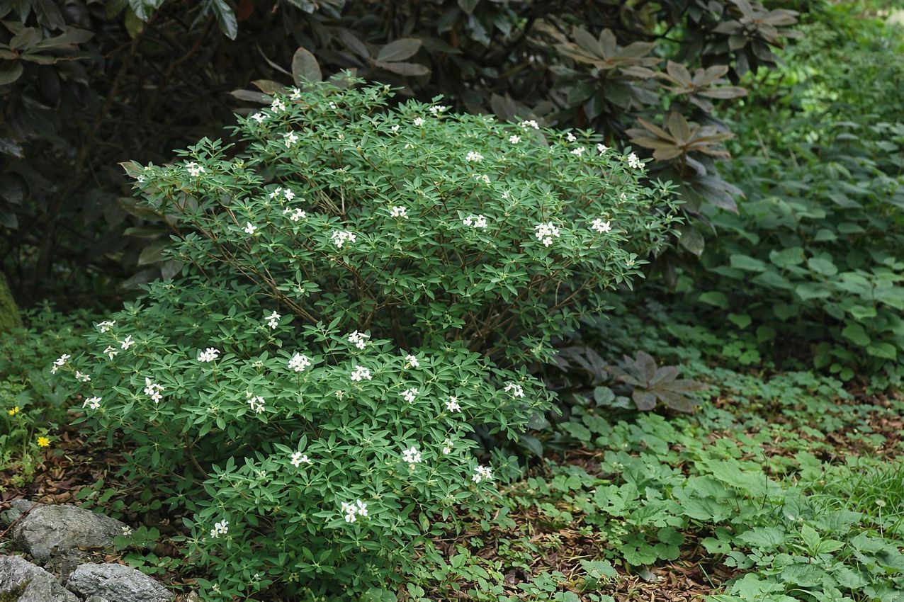daphne caucasica.jpg