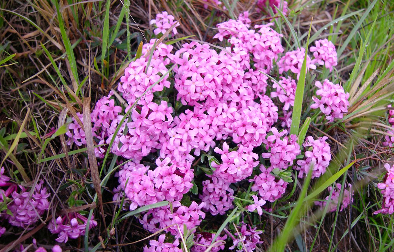 daphne cneorum 3.jpg