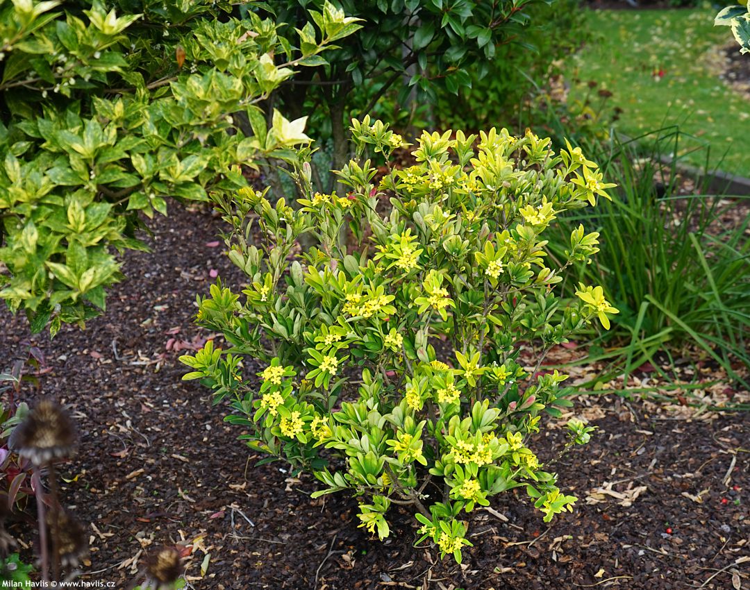 daphne gemmata Royal Crown