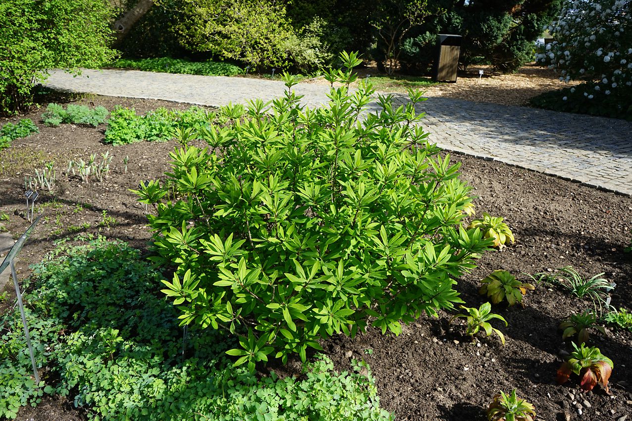 daphne mezereum.jpg