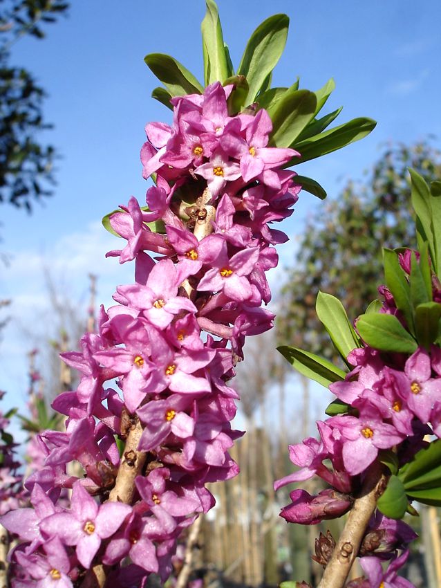 daphne mezereum Rubra.jpg