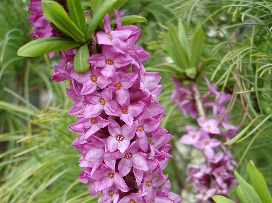 daphne mezereum Rubra 2.jpg