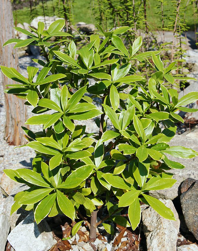 daphne odora Aureomarginata.jpg
