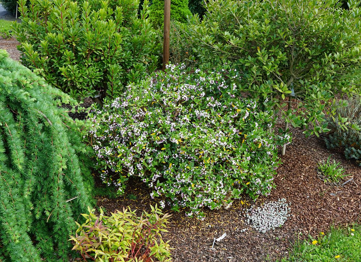 daphne tangutica 1.jpg