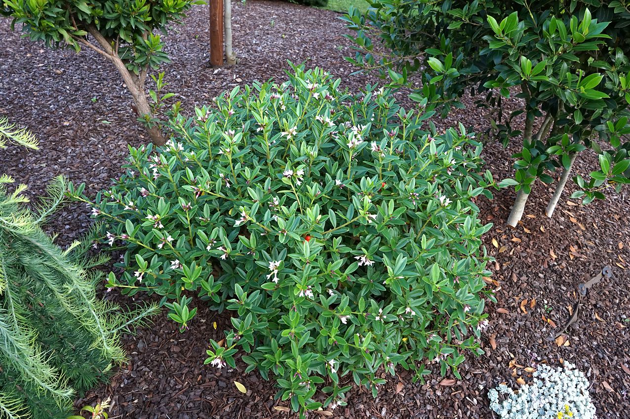 daphne tangutica 2.jpg