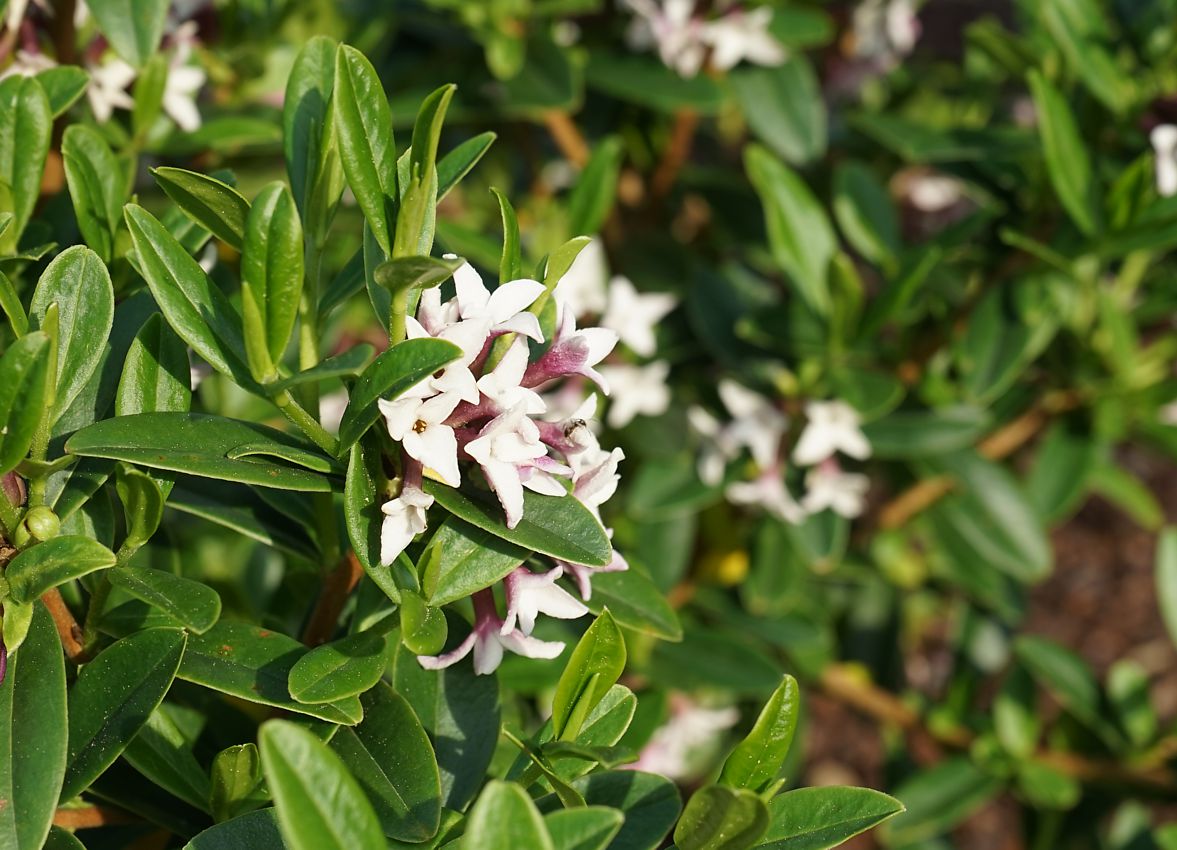 daphne tangutica 3.jpg