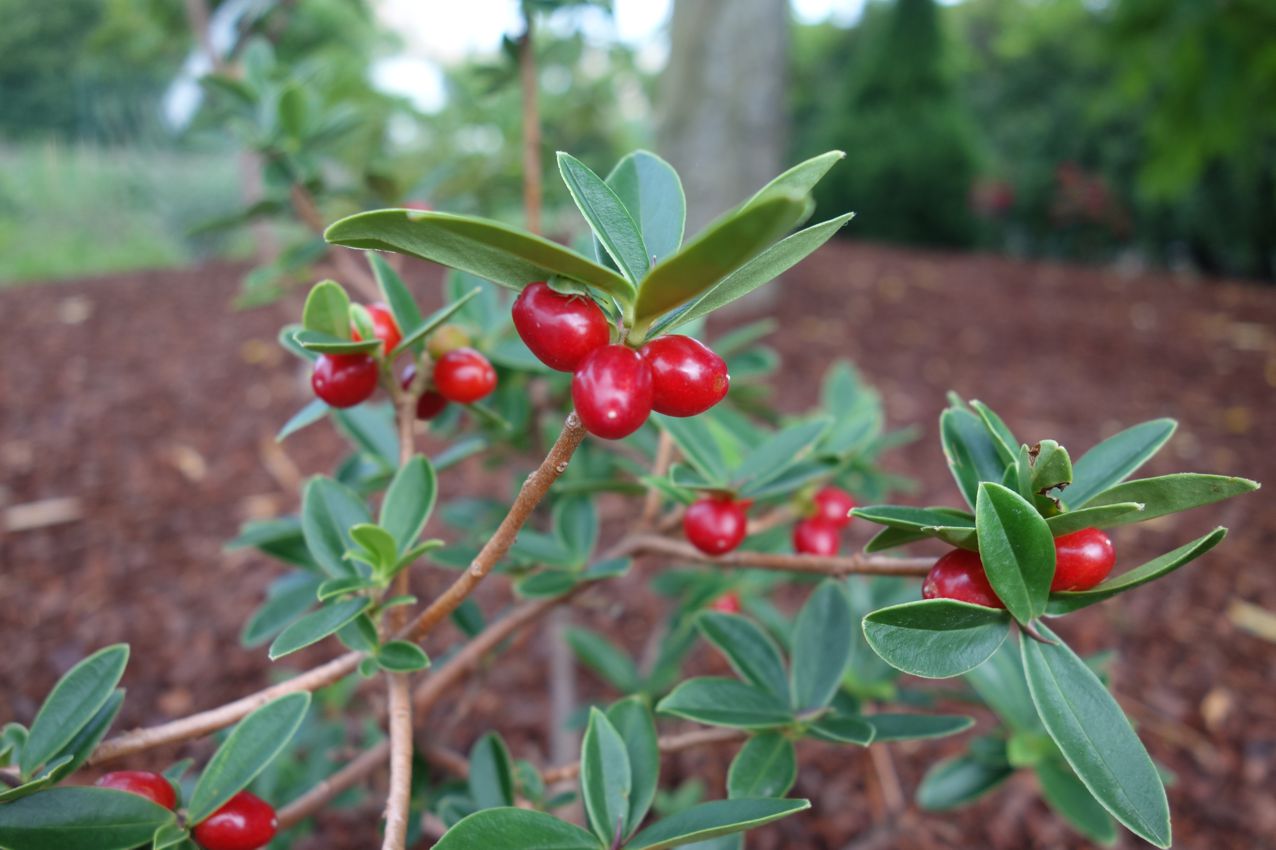 daphne tangutica 4.jpg