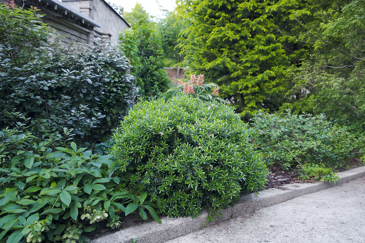 daphne x transatlantica Eternal Fragrance.jpg