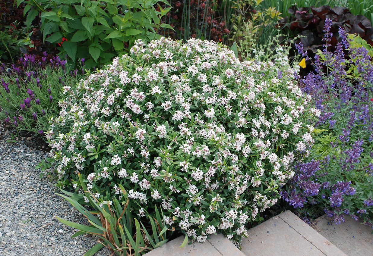 daphne x transatlantica Eternal Fragrance 2.jpg