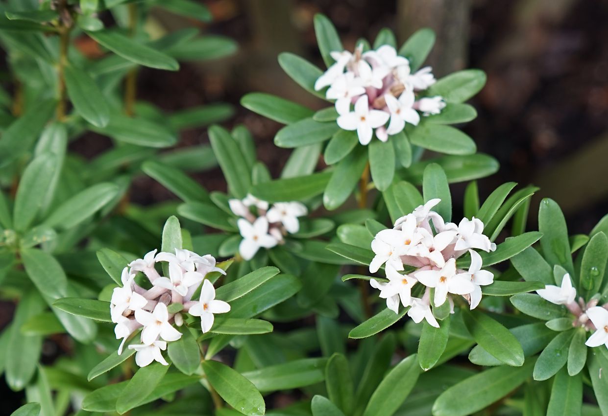 daphne x transatlantica Eternal Fragrance 3.jpg