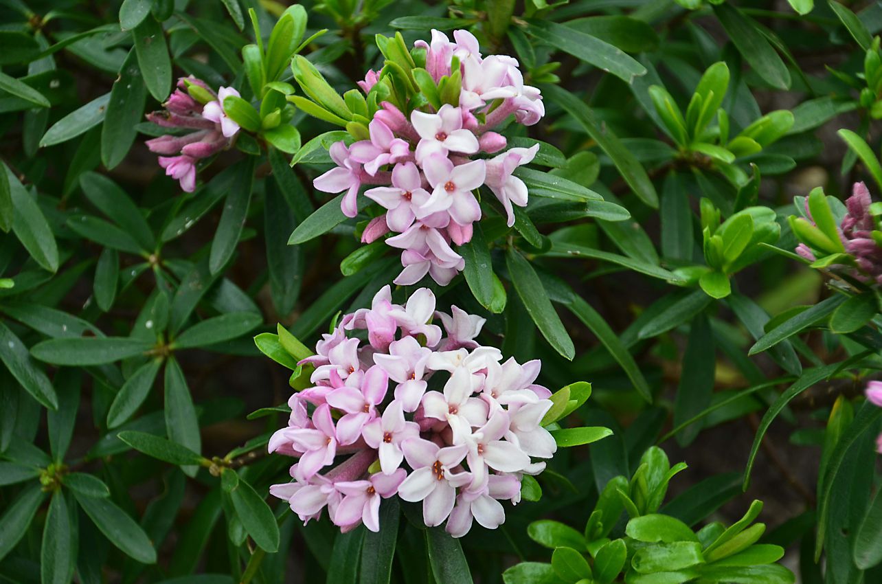 daphne x transatlantica Pink Fragrance 1.jpg