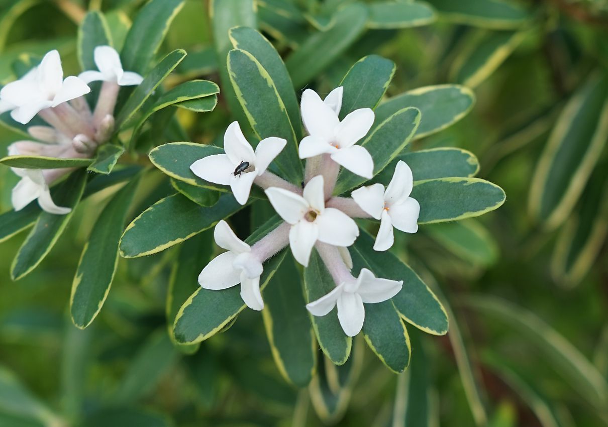 daphne x transatlantica Summer Ice 1.jpg