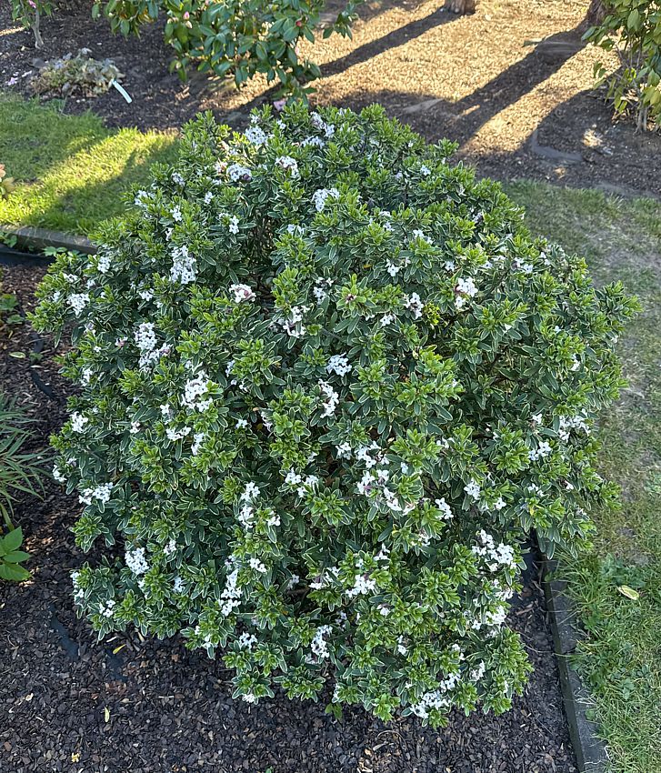 daphne x transatlantica Summer Ice 2.jpg