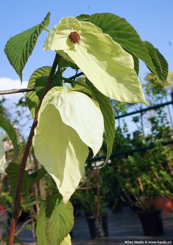 davidia involucrata Sonoma